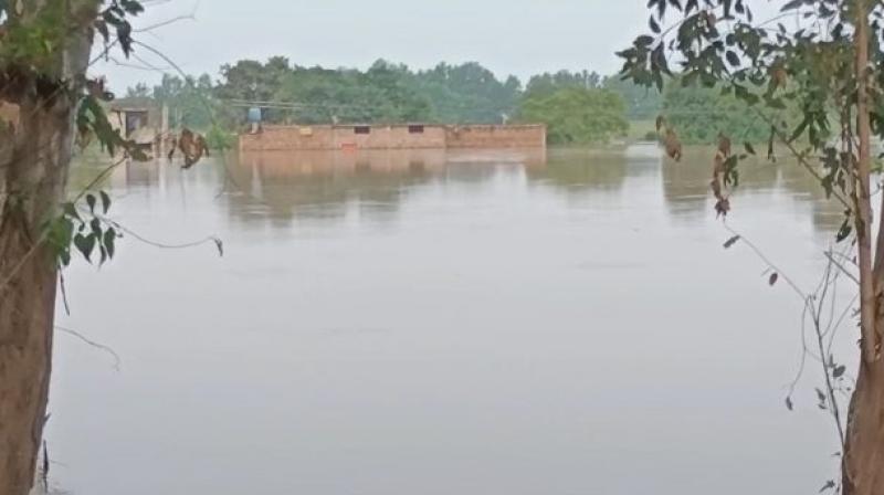 Flood alert in Dinanagar after release of water from Pong Dam