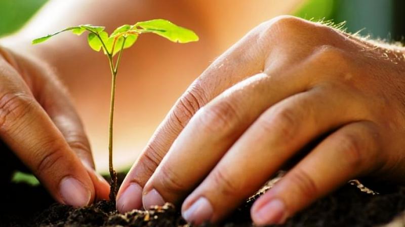  Forest Minister calls upon NGOs to cooperate in planting saplings
