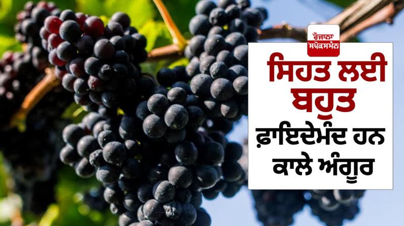 Black grapes are very beneficial for Health News