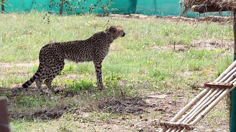 Second batch of 12 cheetahs likely to arrive at Kuno this month