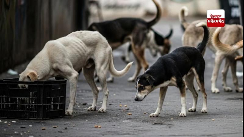 There are 1.53 crore stray dogs across the country.