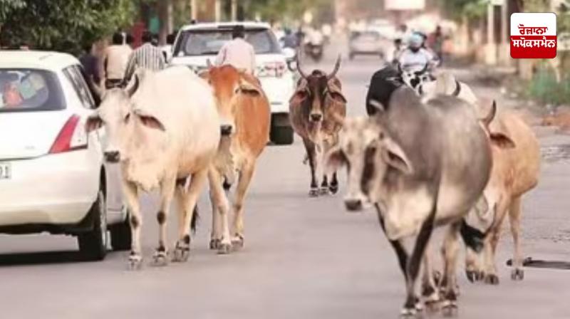 Stray cattle case to be heard again in Delhi-NCR