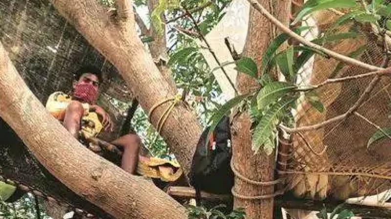 Youths quarantined on mango tree in west bengal