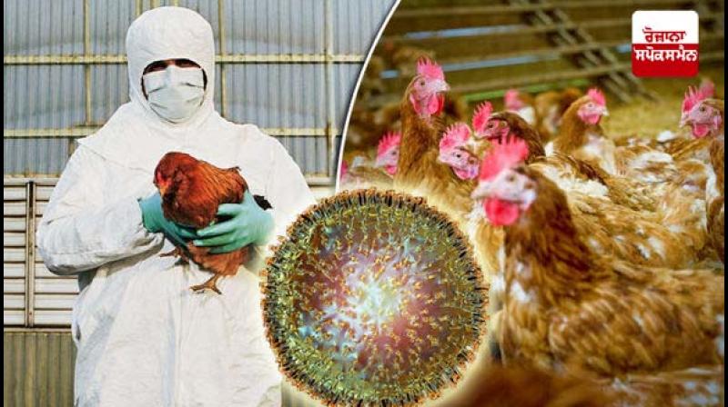 Bird Flu Alert: Bird Flu Alert issued in Lucknow