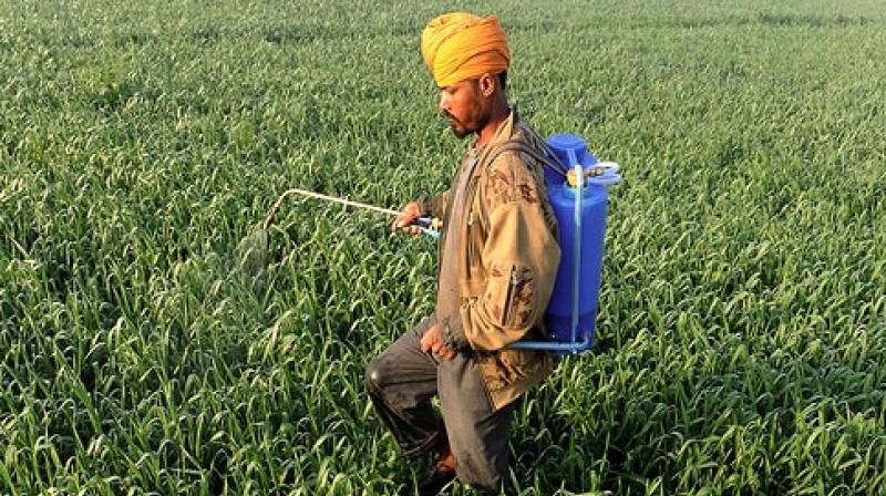 New licences for fertiliser, pesticide sale and manufacture banned in Punjab