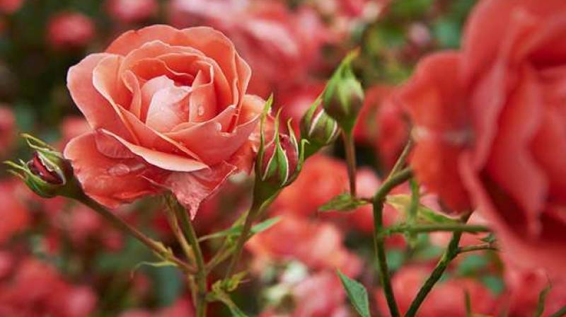 Rose Festival Chandigarh