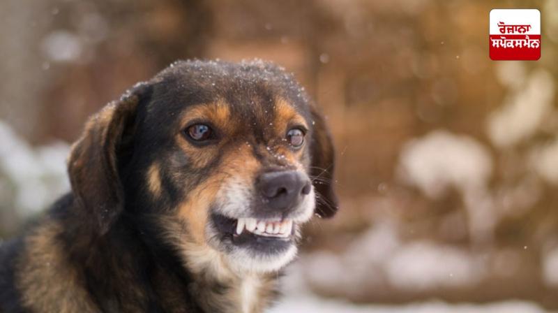 An 11-year-old child was mauled by stray dogs in Mohali