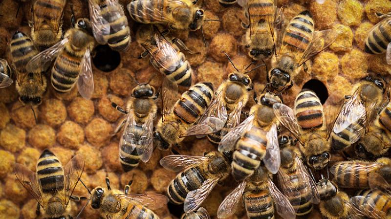 Full Information about bee keeping