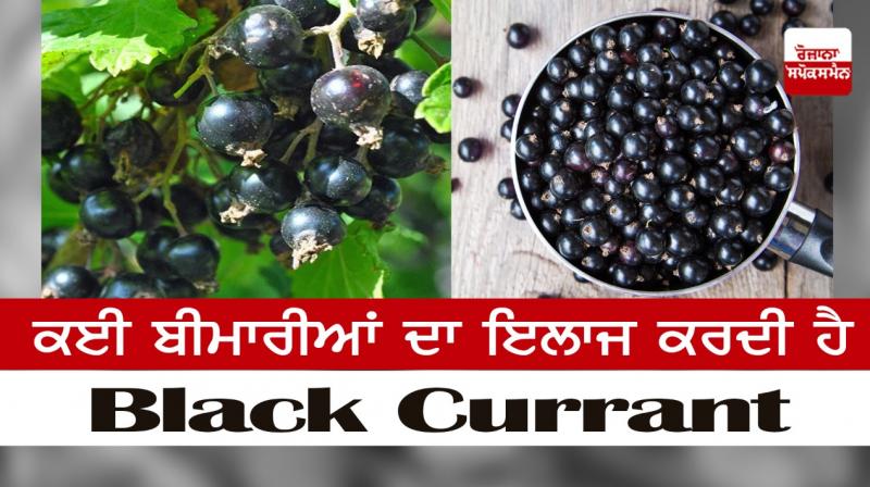 Black currant treats many diseases
