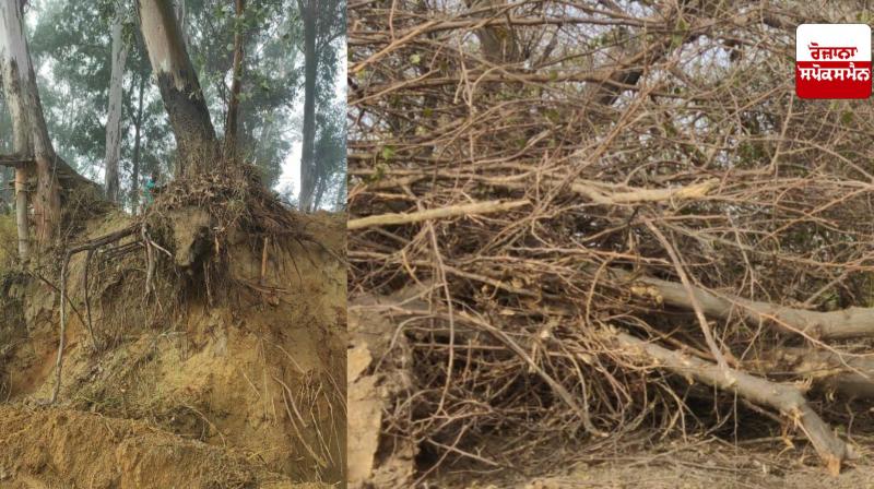 Irrigation Department damages Ludhiana forests, PAC files complaint at Green Tribunal