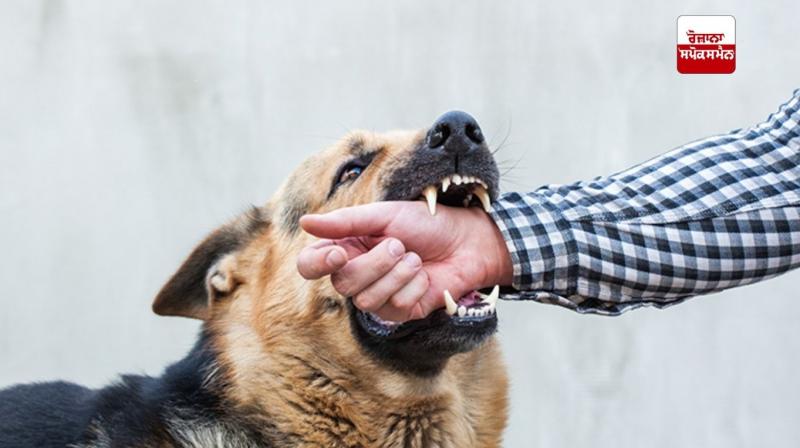 ਰੇਬੀਜ਼ ਸੰਕਰਮਿਤ ਜਾਨਵਰਾਂ ਦੇ ਥੁੱਕ ਰਾਹੀਂ ਕੱਟਣ, ਖੁਰਚਣ, ਜਾਂ ਅੱਖਾਂ, ਮੂੰਹ ਜਾਂ ਖੁੱਲ੍ਹੇ ਜ਼ਖ਼ਮਾਂ ਦੇ ਸੰਪਰਕ ਰਾਹੀਂ ਫੈਲਦਾ