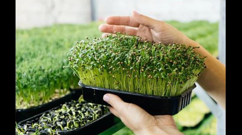 Microgreen Farming Business