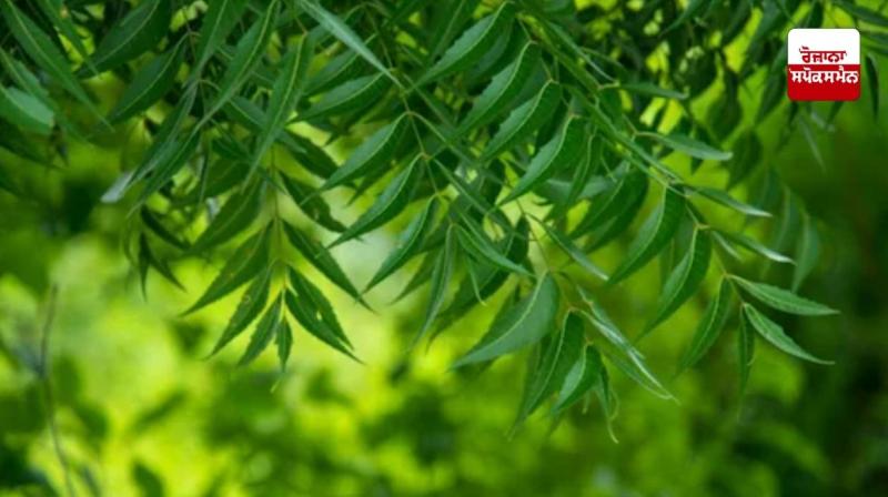 Neem is very useful for agriculture, this is how to use it in the fields