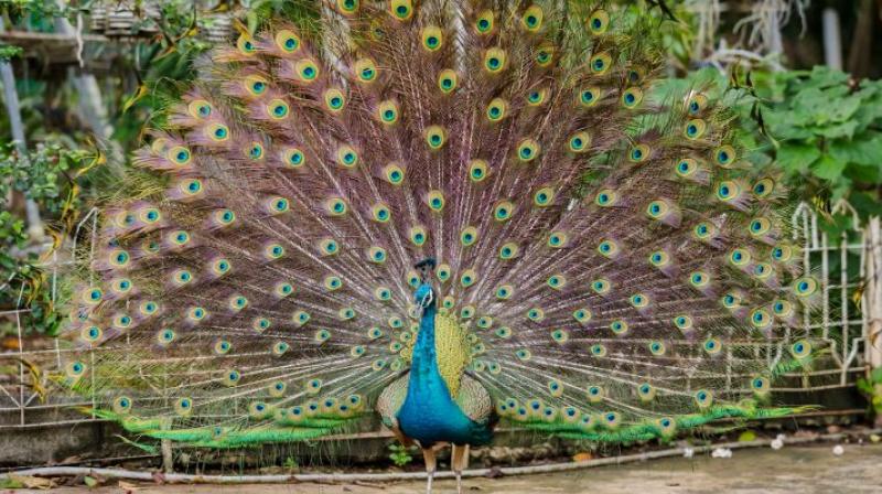 Gandhinagar cms report study birds