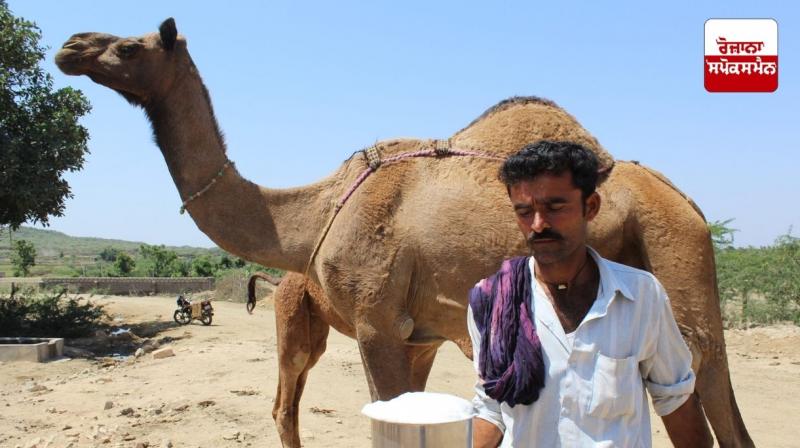 There are many benefits of drinking camel milk Health News