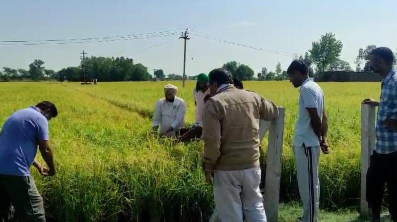 Rain, hailstorm damage paddy crop across Punjab