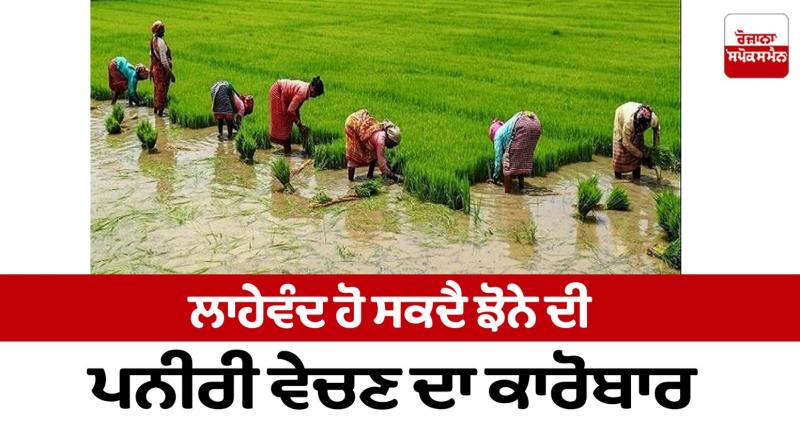 The business of selling paddy seedlings can be profitable Farming News