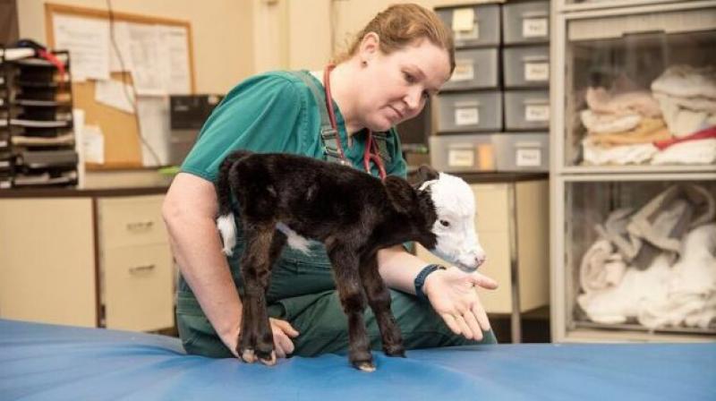 world's smallest cow