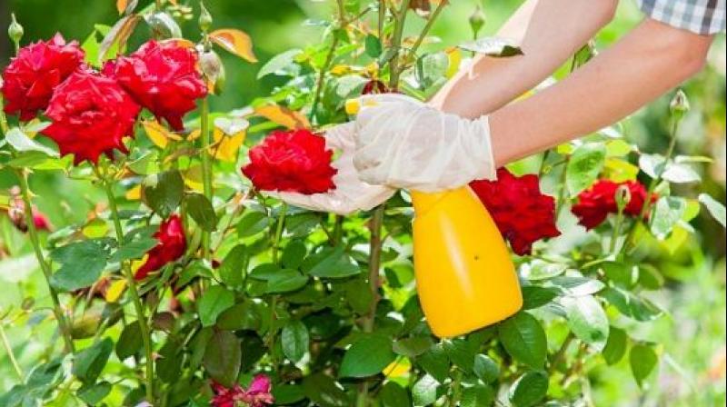 Rose Gardening