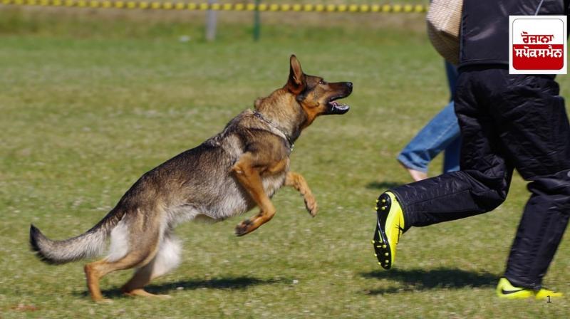 Elderly mother dies in attack by more than 50 pet dogs of daughter