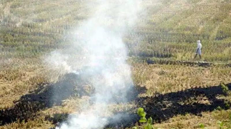 Stubble burning