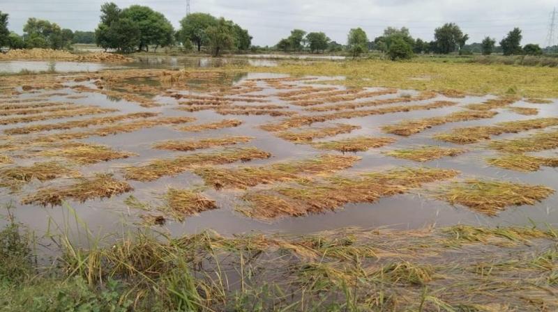 ਮੀਂਹ ਕਾਰਨ ਖ਼ਰਾਬ ਹੋਈਆਂ ਫ਼ਸਲਾਂ 