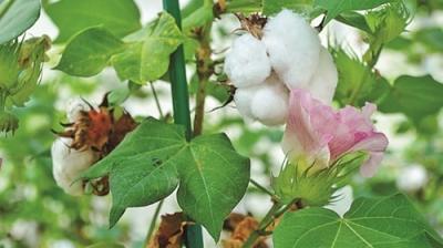 Director Agriculture and Farmers Welfare Department Punjab has appealed to the soft cultivation farmers of the state