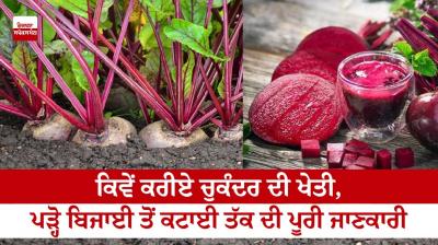  How to grow sugar beet