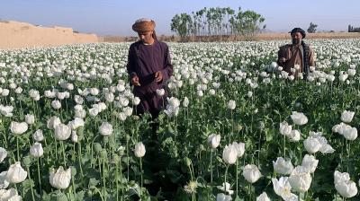 Afghanistan drugs ban