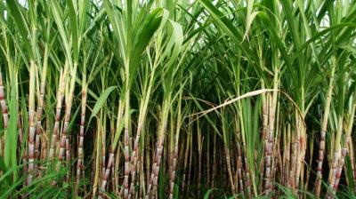 Sugarcane