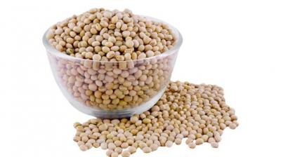 soybean 
