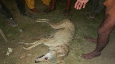 Man-eating wolf killed by the villagers.