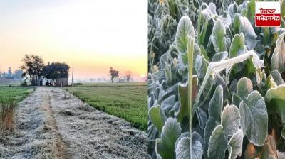 Farmers save potatoes, mustard, pulses and vegetables from fog in this way