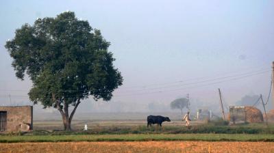 Punjab Air Quality News (Image PTI)