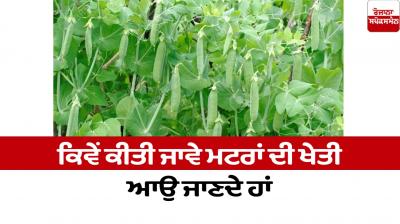 How to grow peas News in Farming News punjabi 