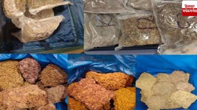 50 crore hydroponic weed seized at Mumbai airport News in punjabi 
