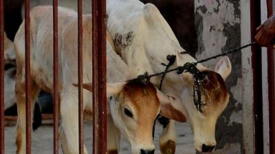 Animals also have emotions like humans: Bombay High Court