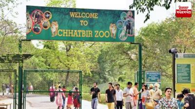 Two baby tigers become part of Chhatbir Zoo Latest News in Punjabi 