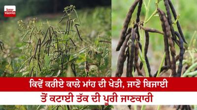 How to do Kale Manha farming