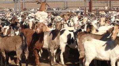 Learn about the problem of diarrhea in goats and its treatment