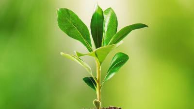 Phytochemicals in plant extracts potential fighter for Covid infection: PU study