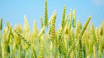 JW-3211 Wheat Variety