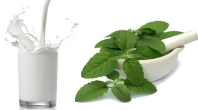 Drink tulsi in milk 