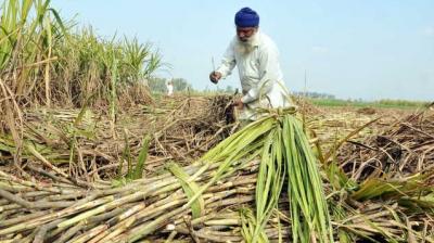 Sugarcane Farmers 