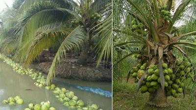 Coconut Agriculture