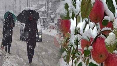   Snowfall in Kashmir damages apple orchards