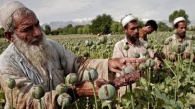 Afghanistan Opium Poppy News