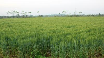 Punjab agriculture department launched