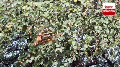 Beri trees at Sri Darbar Sahib are in full bloom, creating immense excitement among the Sangat.