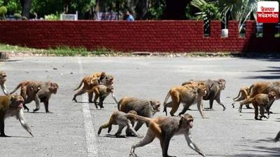 Mohali langurs noises News in punjabi 